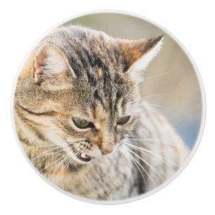 Schöne Katze Keramikknauf