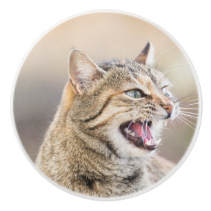 Schöne Katze Keramikknauf