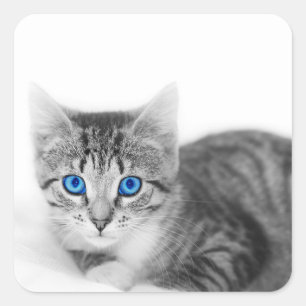 Schöne Katze mit blauen Augen Quadratischer Aufkleber