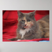 Schöne Katze mit rotem Hintergrund zum Entspannen Poster (Vorne)