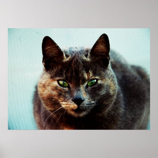 Schöne Katze Poster (Vorne)