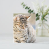 Schöne Katze Postkarte (Stehend Vorderseite)