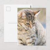 Schöne Katze Postkarte (Vorne/Hinten)