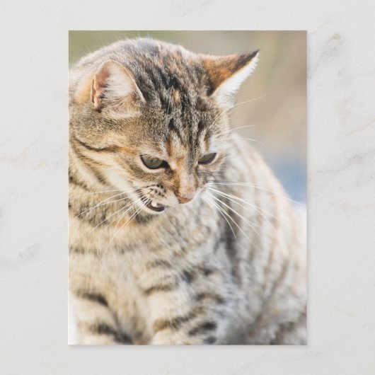 Schöne Katze Postkarte (Vorderseite)