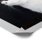 Schöne Katze Print Poster (Ecke)