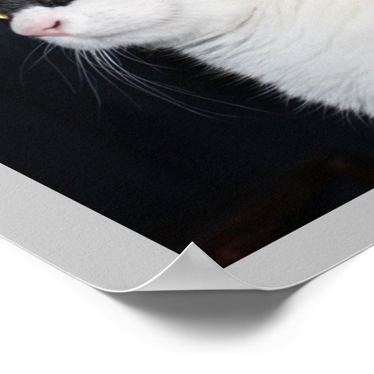 Schöne Katze Print Poster (Ecke)