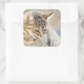 Schöne Katze Quadratischer Aufkleber (Tasche)