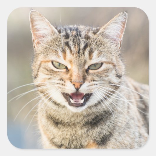 Schöne Katze Quadratischer Aufkleber (Vorderseite)