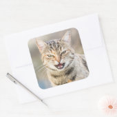 Schöne Katze Quadratischer Aufkleber (Umschlag)