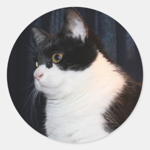 Schöne Katzenaufkleber Runder Aufkleber