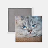 Schöne katzenblaue Augen Magnet (Vorderseite/Rückseite)