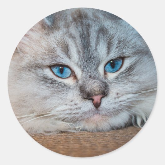 Schöne katzenblaue Augen Runder Aufkleber (Vorderseite)