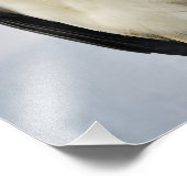 Schöne King Vulture Fotodruck (Ecke)