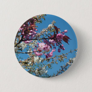 Schöne Kirschblüte im Frühling Button