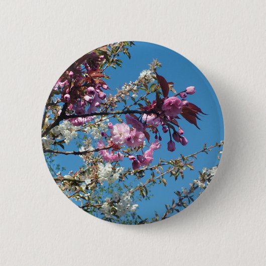 Schöne Kirschblüte im Frühling Button (Vorderseite)