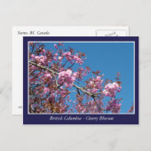 schöne Kirschblüte Postkarte (Vorne/Hinten)