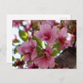 Schöne Kirschblüten Foto Postkarte (Vorne/Hinten)