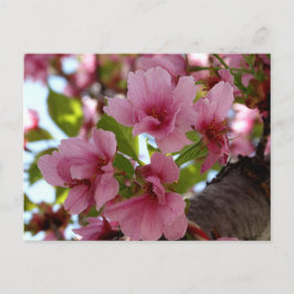 Schöne Kirschblüten Foto Postkarte