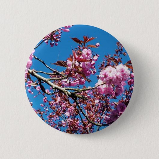 Schöne Kirschblüten im Frühling Button (Vorderseite)