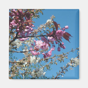 Schöne Kirschblüten im Frühling Magnet