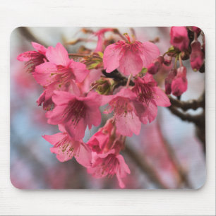 Schöne Kirschblüten Mousepad