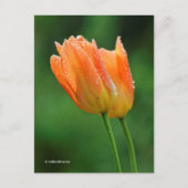 Schöne, kissed Pastel Orange Tulips Postkarte (Vorderseite)