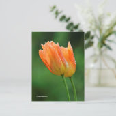 Schöne, kissed Pastel Orange Tulips Postkarte (Stehend Vorderseite)