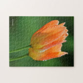 Schöne, kissed Pastel Orange Tulips Puzzle (Horizontal)