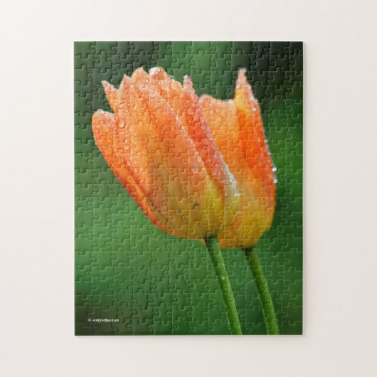 Schöne, kissed Pastel Orange Tulips Puzzle (Vertikal)