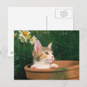 Schöne Kitten 54 Postkarte (Vorne/Hinten)