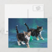 Schöne Kitten 61 Postkarte (Vorne/Hinten)