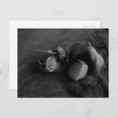 Schöne Knoblauch Stillleben Kunstfotografie Postkarte (Vorne/Hinten)