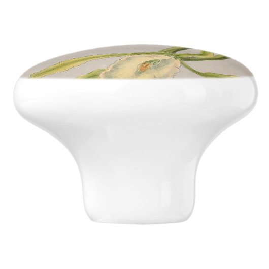 schöne Kolibris Keramikknauf (Seitenansicht)