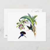 Schöne Kolibris und lila Orchideen Postkarte (Vorne/Hinten)