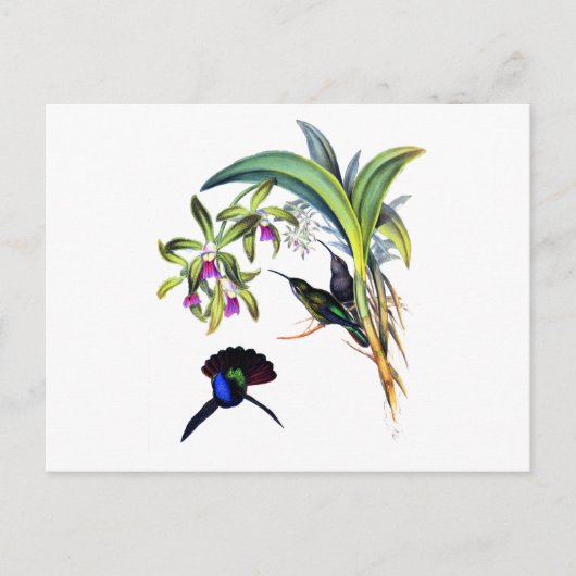 Schöne Kolibris und lila Orchideen Postkarte (Vorderseite)