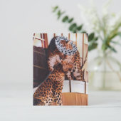Schöne königliche große Katzen Collage Postkarte (Stehend Vorderseite)