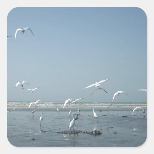 Schöne Krane, die über das Ballett der Natur flieg Quadratischer Aufkleber (Vorderseite)