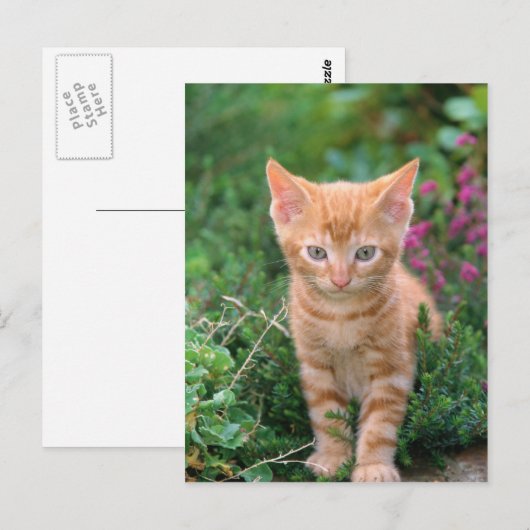 Schöne Küche 7 Postkarte (Vorne/Hinten)