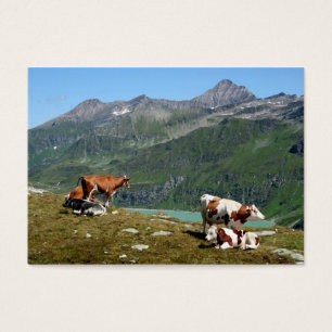 Schöne Kühe hoch oben in den Bergen