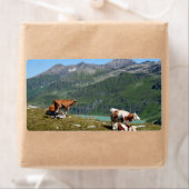 Schöne Kühe hoch oben in den Bergen (Insitu)