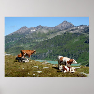 Schöne Kühe hoch oben in den Bergen Poster