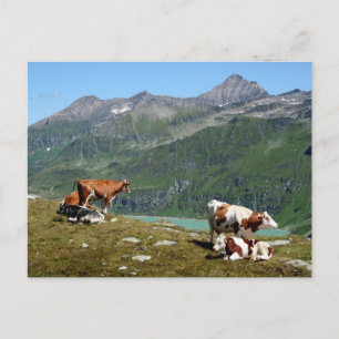 Schöne Kühe hoch oben in den Bergen Postkarte