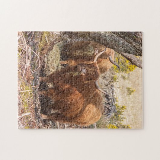 Schöne Kühe Puzzle (Horizontal)