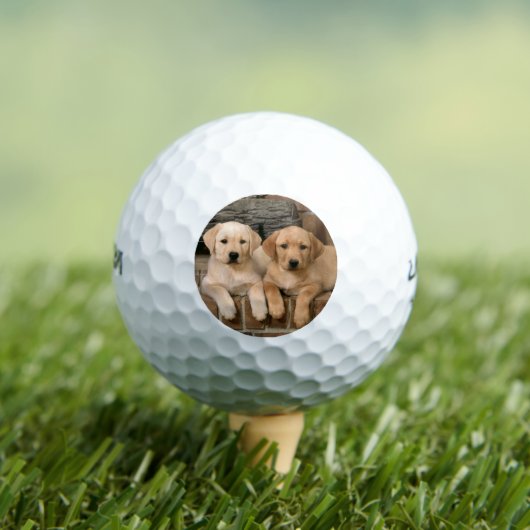 Schöne Labrador Puppys Golfball (Insitu T-Shirt)