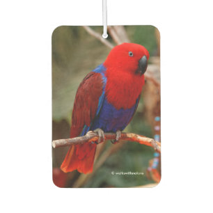 Schöne "Lady in Red" Eclectus Parrot Autolufterfrischer