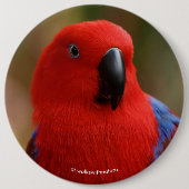 Schöne "Lady in Red" Eclectus Parrot Button (Vorderseite)