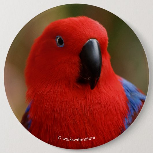 Schöne "Lady in Red" Eclectus Parrot Button (Vorderseite)