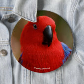 Schöne "Lady in Red" Eclectus Parrot Button (Beispiel)