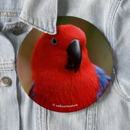 Schöne "Lady in Red" Eclectus Parrot Button (Beispiel)