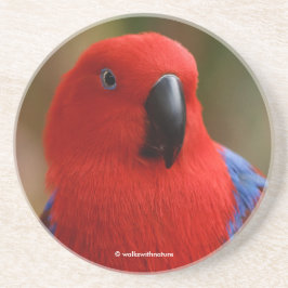Schöne "Lady in Red" Eclectus Parrot Getränkeuntersetzer